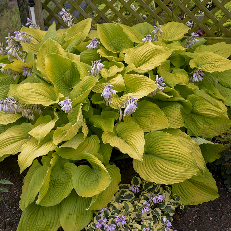 Shadowland 'Coast to Coast' Hosta has giant substantial clumps