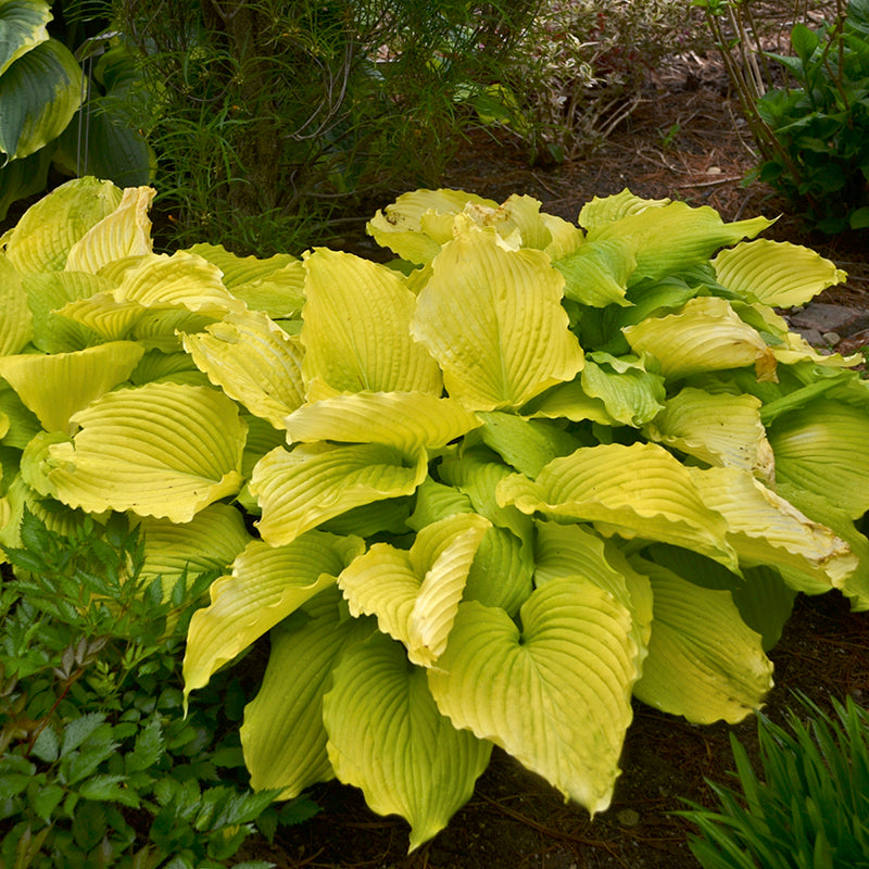 Shadowland 'Coast to Coast' Hosta has thick puckered gold leaves with wavy edges
