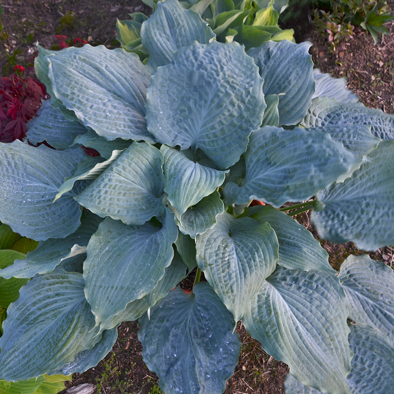 Shadowland® 'Diamond Lake' Hosta | Perennials – Great Garden Plants
