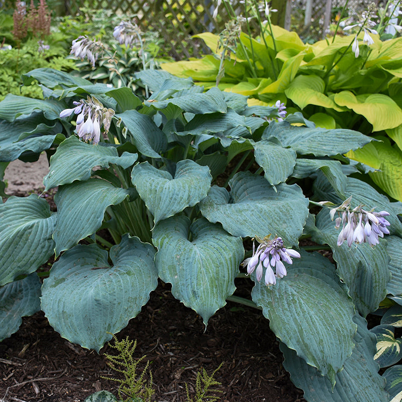 hosta lavender flower Shadowland 'Diamond Lake' Hosta