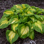 Etched Glass Hosta has fragrant flowers in the spring.