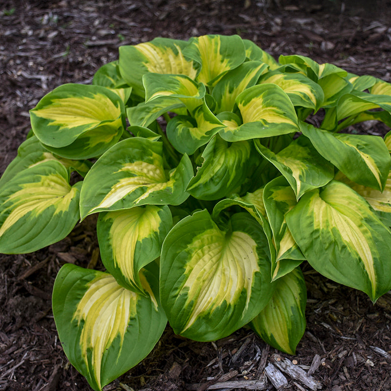 Etched Glass Hosta has fragrant flowers in the spring.