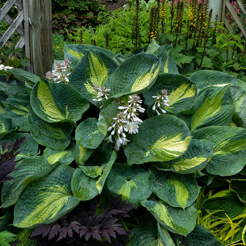 Shadowland 'Hudson Bay' Hosta