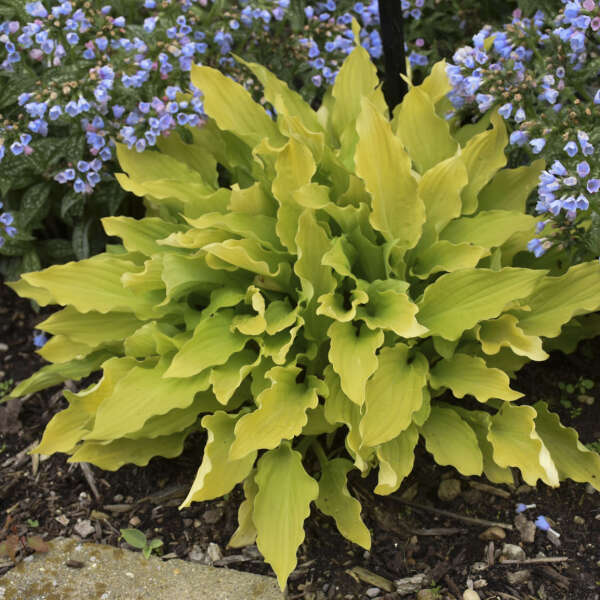 Time in a Bottle Hosta with wavy chartreuse-yellow leaves. 
