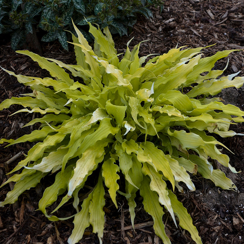 Hosta Wiggles and Squiggles aux feuilles dorées aux bords ondulés spectaculaires. 