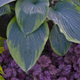 Shadowland 'Wu-La-La' Hosta has blue green leaves with apple green margins