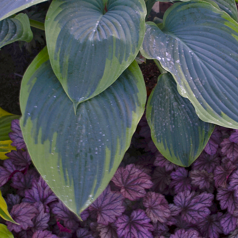 Shadowland 'Wu-La-La' Hosta has blue green leaves with apple green margins