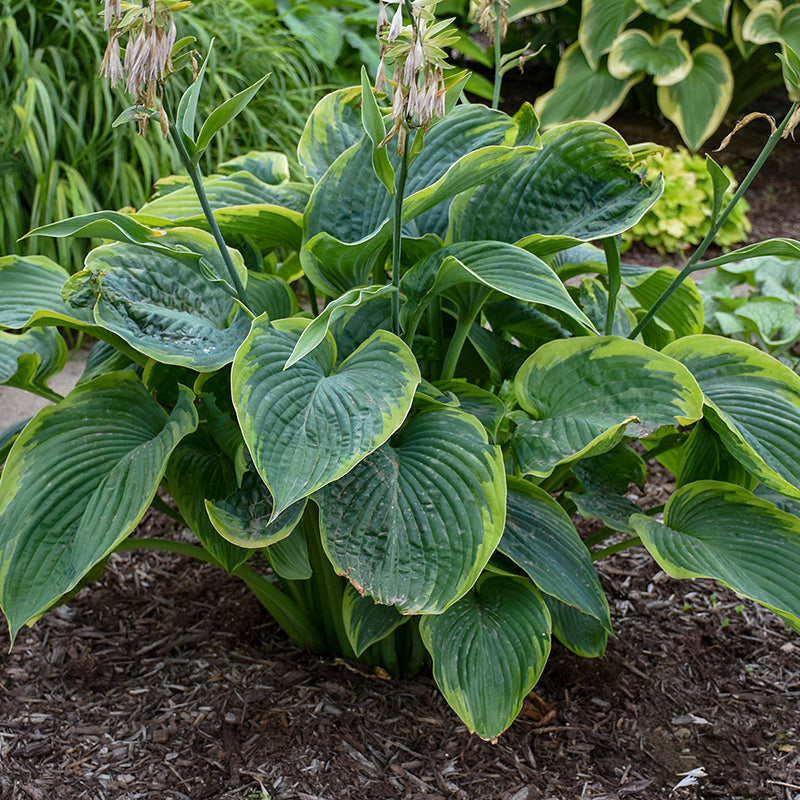 Shadowland 'Wu-La-La' Hosta keeps its good looks throughout the heat and humidity of summer