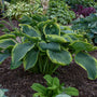 Shadowland 'Wu-La-La' Hosta has large heart shaped green leaves