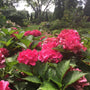 Cityline Paris Bigleaf Hydrangea with vivid deep pink blooms in a garden. 