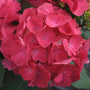 Close-up of a deep pink Cityline Paris Bigleaf Hydrangea bloom. 
