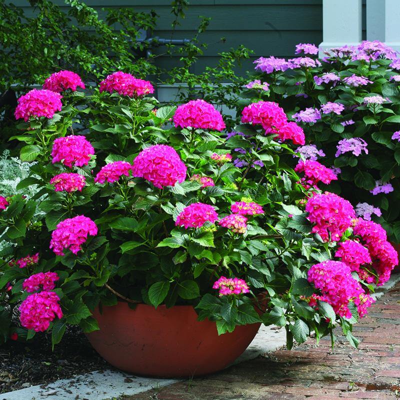 Cityline Paris Bigleaf Hydrangea with vivid nearly red blooms in a container. 