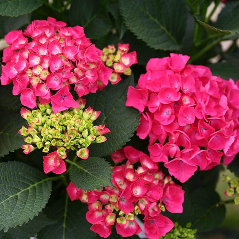 Close-up of Cityline Paris Bigleaf Hydrangea deep pink blooms. 