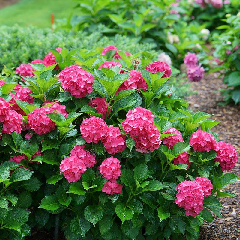 Cityline Paris Bigleaf Hydrangea with vibrant deep pink flowers and dark green foliage. 