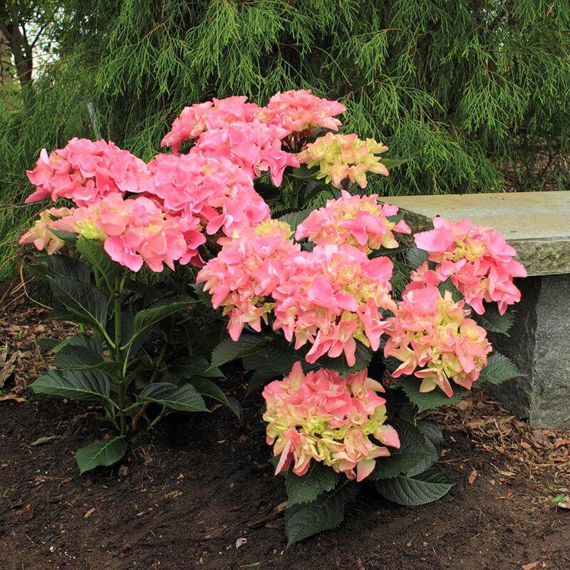 Cityline Venice Bigleaf Hydrangea with ruffled bright pink blooms with ivory-green eye in a garden. 