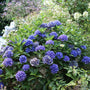 Cityline Venice Bigleaf Hydrangea with vibrant lavender-purple blooms. 