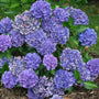 Cityline Venice Bigleaf Hydrangea with vibrant lavender-purple blooms in a garden. 