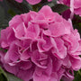 Close-up of a bright pink ruffled blooms of Cityline Venice Bigleaf Hydrangea. 