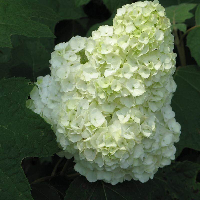 Close-up of a big white mophead Gatsby Moon Oakleaf Hydrangea flower. 