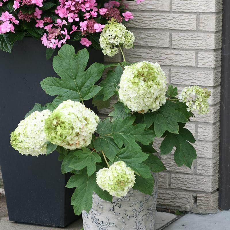 1580オフ白花小紋セット Gatsby Moon® Oakleaf Hydrangea For Sale | Proven Winners – Great
