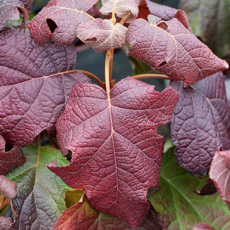 Close-up of Gatsby Moon Oakleaf Hydrangea's burgundy fall foliage. 