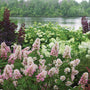 Gatsby Pink Oakleaf Hydrangea with large pink blooms in a landscape. 