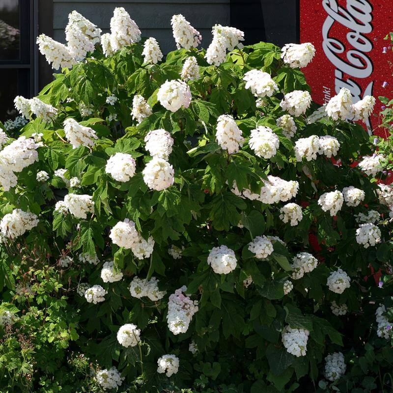 Gatsby Pink Oakleaf Hydrangea with large white flowers and oak-shaped leaves. 