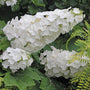 Close-up of Gatsby Pink Oakleaf Hydrangea's large white flowers. 