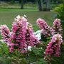 Close-up of Gatsby Pink oakleaf Hydrangea's big vivid pink flowers. 