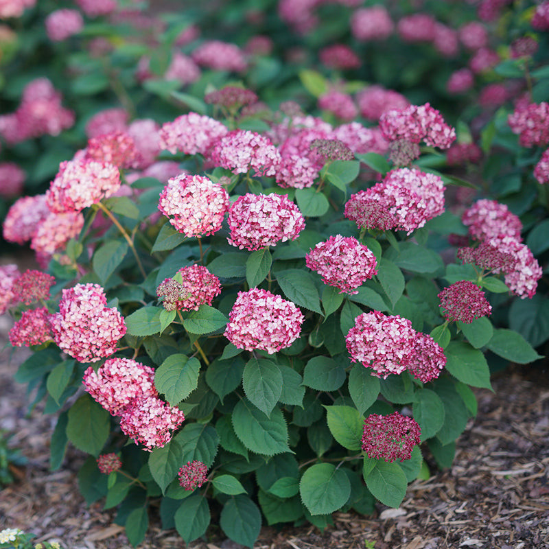 Proven Winners Invincibelle Ruby Hydrangea