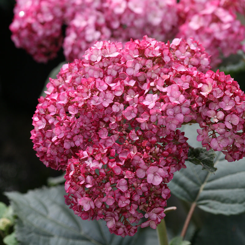 Proven Winners Invincibelle Smooth Hydrangea - Thumbnail 4