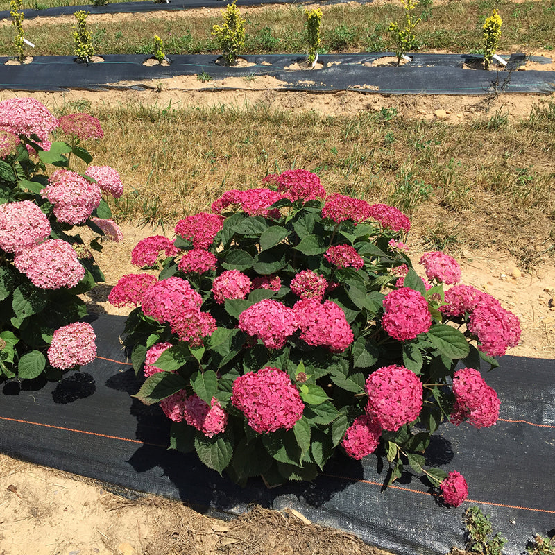 Proven Winners Invincibelle Ruby Hydrangea - Thumbnail 3
