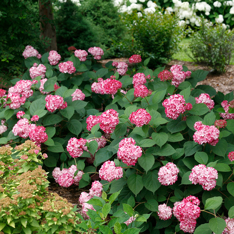 Proven Winners Invincibelle Smooth Hydrangea - Thumbnail 2