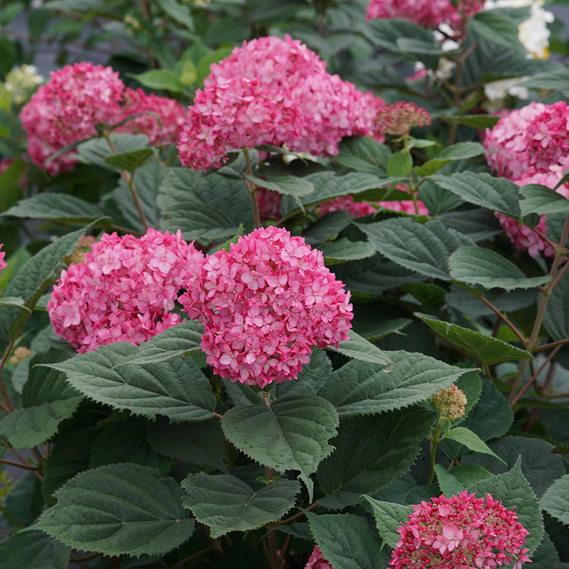 Invincibelle Ruby Smooth Hydrangea's vibrant pink blooms. 