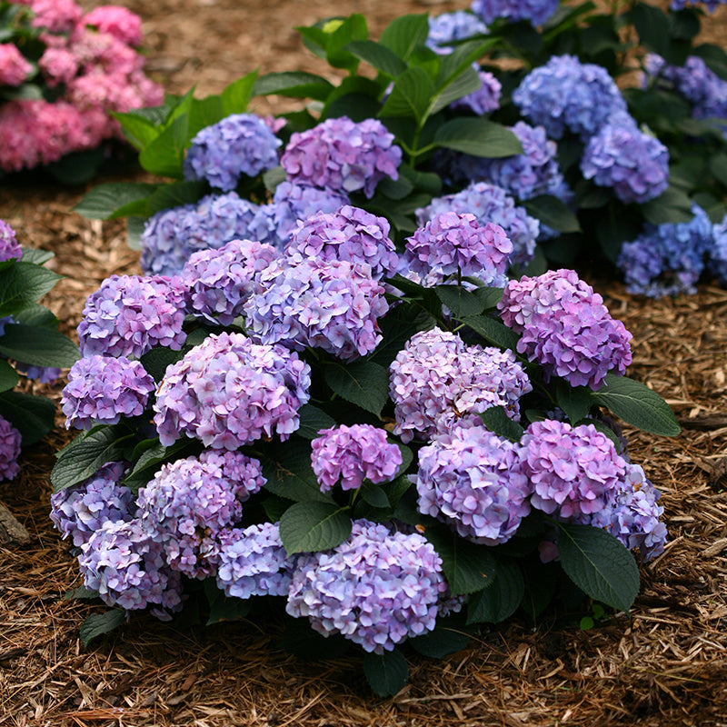 Let's Dance® Blue Jangles® Bigleaf Hydrangea grows in a tight compact habit making it perfect for small spaces and containers.