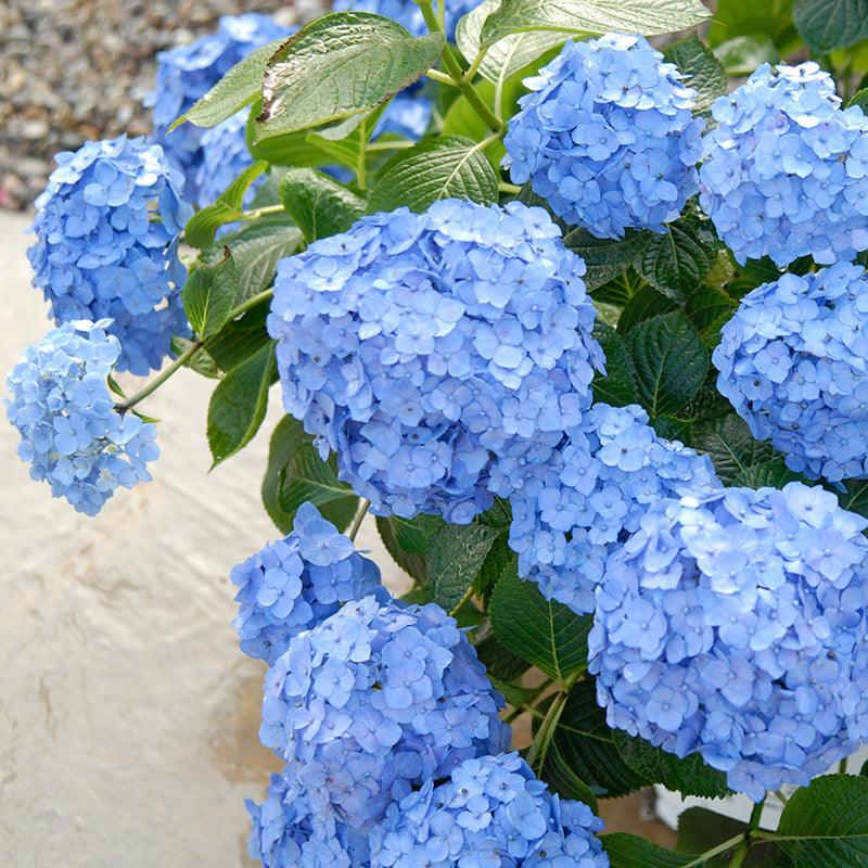 Let's Dance® Blue Jangles® Bigleaf Hydrangea has sturdy stems with mophead blooms.
