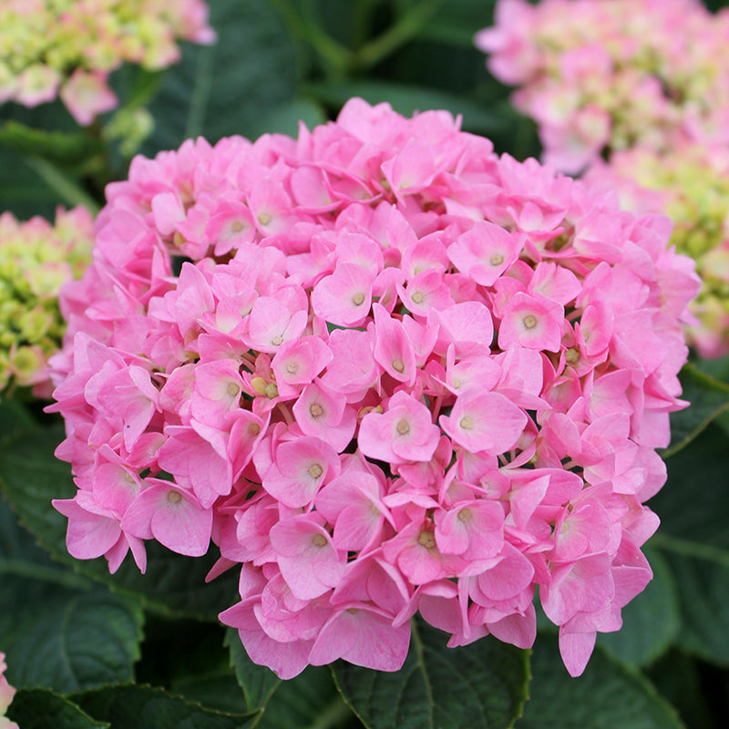 Let's Dance® Blue Jangles® Bigleaf Hydrangea has vibrant rich colors.