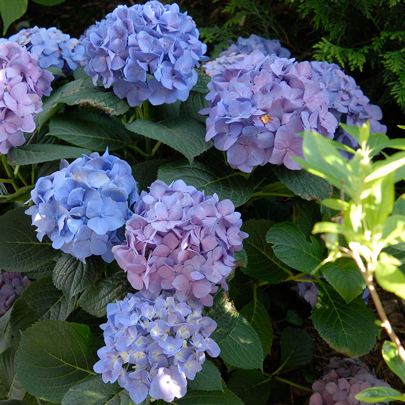 Let's Dance® Blue Jangles® Bigleaf Hydrangea has show-stoppping petal-packed blooms. 