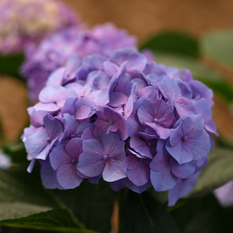 Let's Dance® Blue Jangles® Bigleaf Hydrangea will bloom blue or pink depending on the soil. 