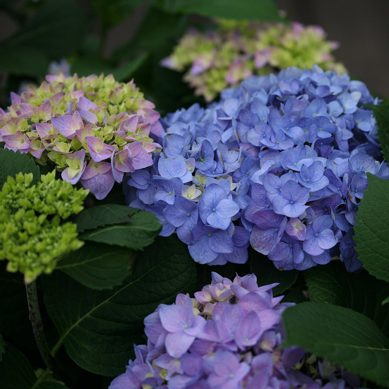 Proven Winners Let's Dance Rhythmic Hydrangea - Thumbnail 3