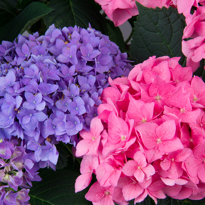 Proven Winners Let's Dance Rhythmic Hydrangea