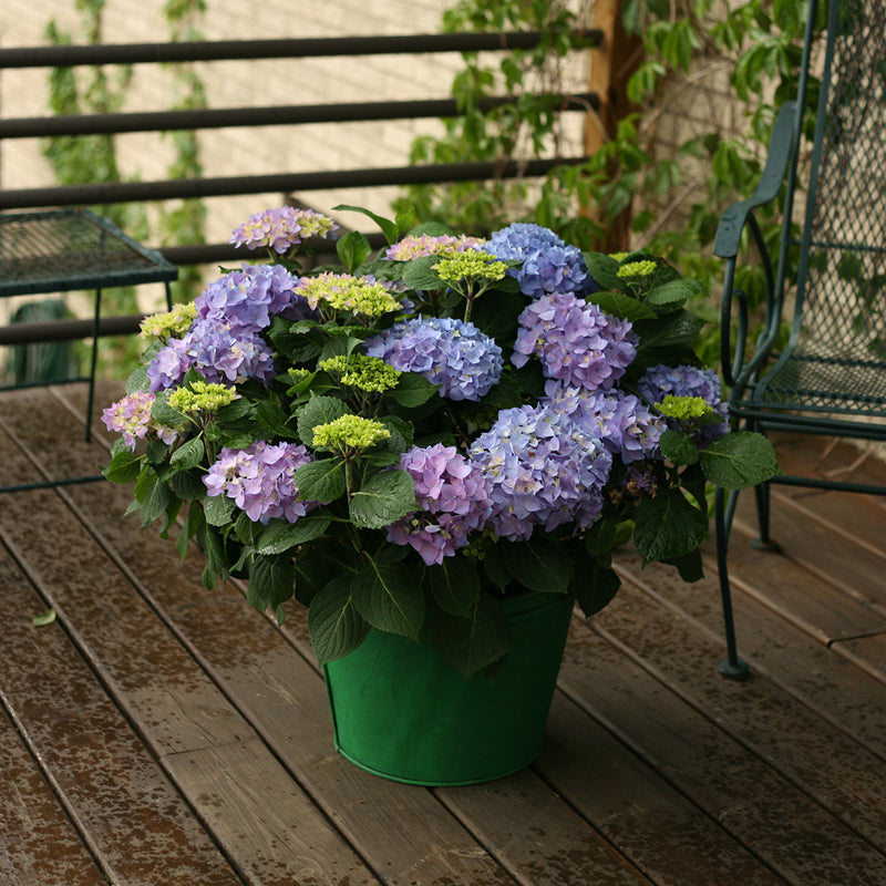 L'hortensia à grandes feuilles Let's Dance® Rhythmic Blue® est parfait pour la plantation en pot.