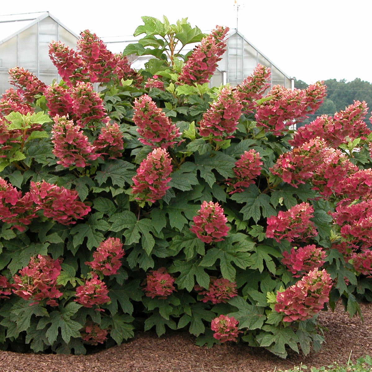Ruby Slippers Oakleaf Hydrangea with red blooms and handsome oak-shaped leaves. 