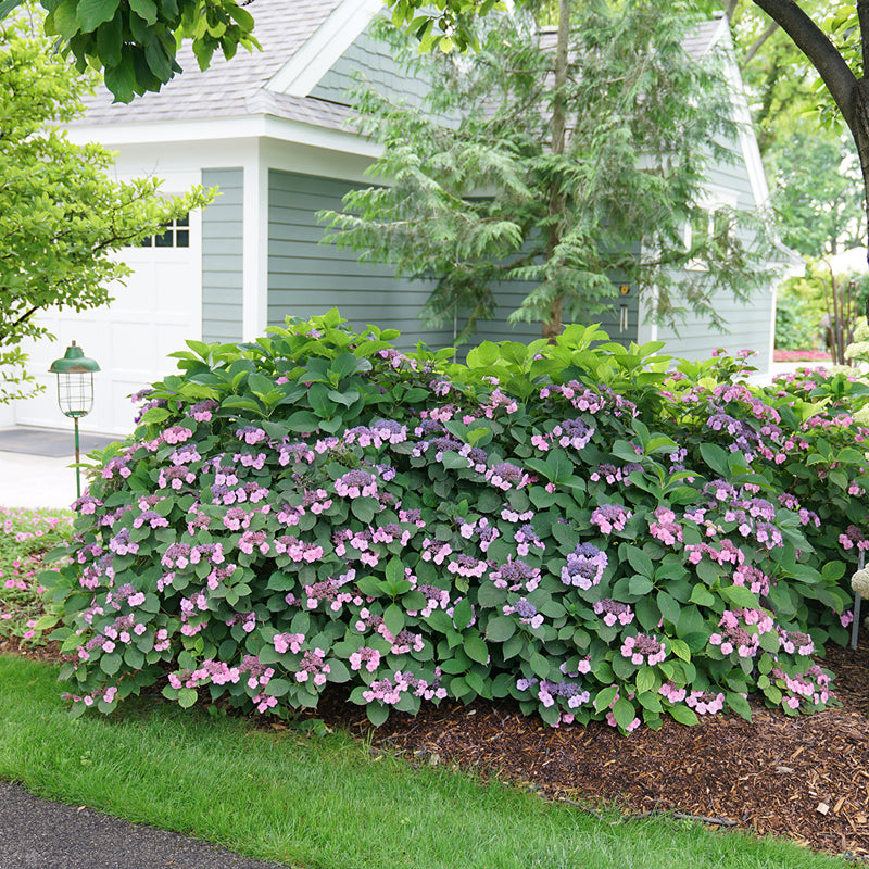 Tuff Stuff™ Mountain Hydrangea For Sale | Shrubs & Trees – Great