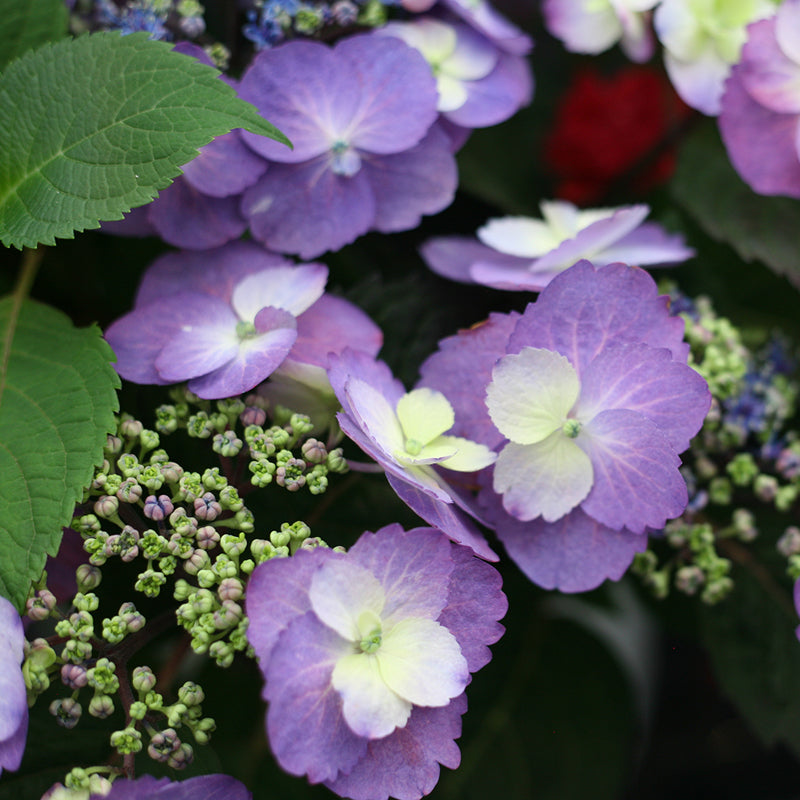 Tuff Stuff Mountain Hydrangea is a proven winners color choice shrub