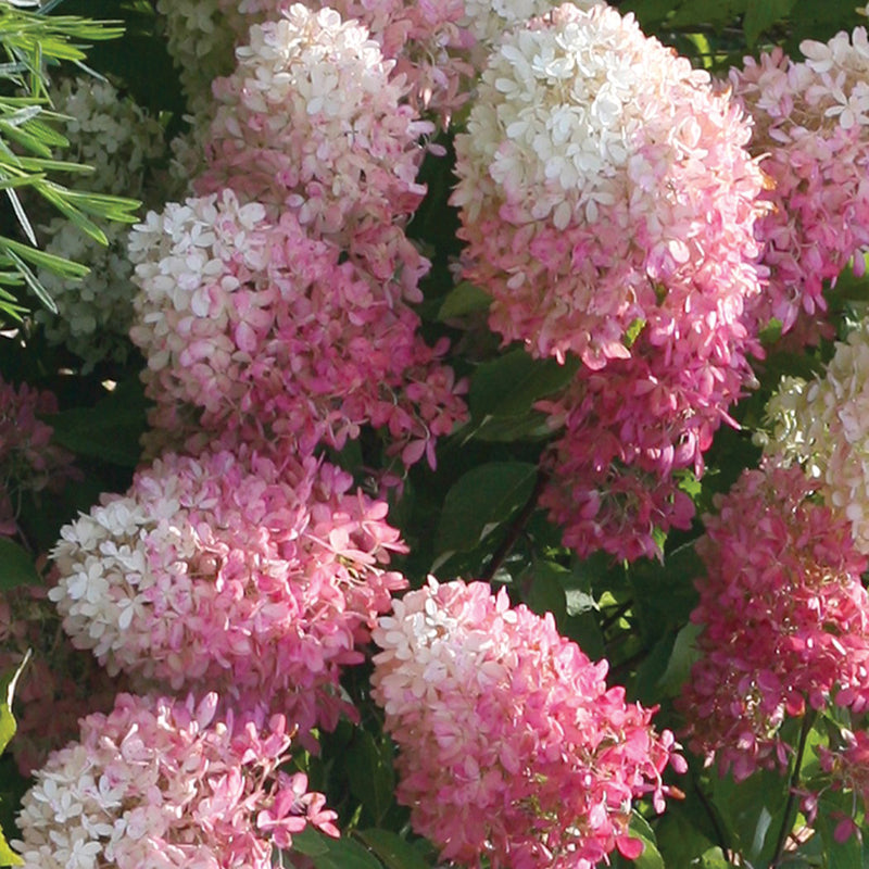 Zinfin Doll Panicle Hydrangea has stunning pink or purple blooms.
