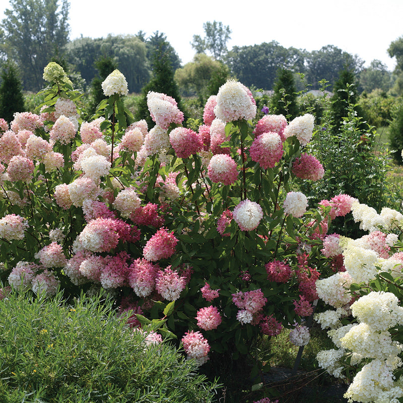 Zinfin Doll Panicle Hydrangea has stunning pink or purple blooms.