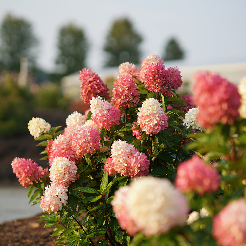 Zinfin Doll Panicle Hydrangea has stunning pink or purple blooms.