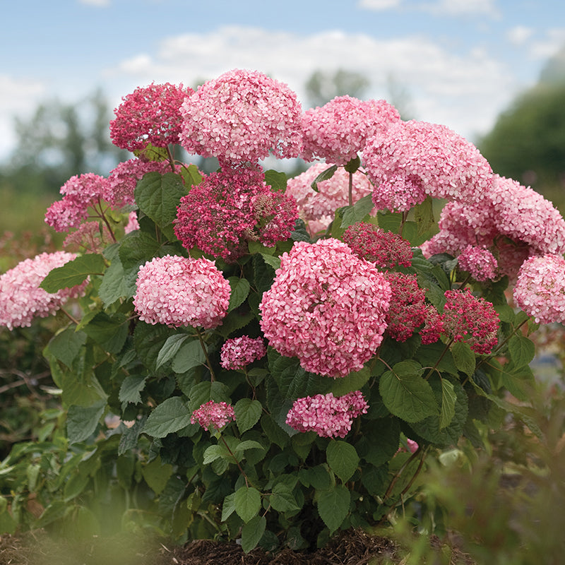 Invincibelle Spirit II Smooth Hydrangea with vibrant pink blooms. 