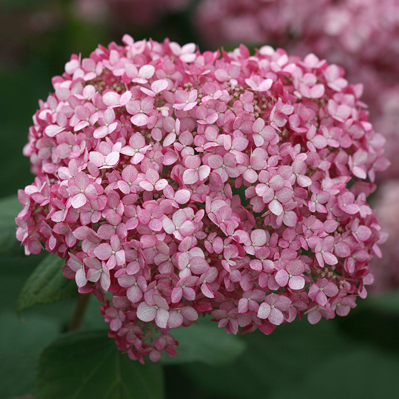 Close-up of a deep pink Invincibelle Spirit II Smooth Hydrangea bloom. 